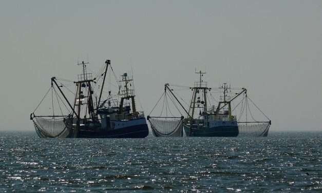 Setor marítimo: ONG denuncia “comércio triangular” pelos armadores.